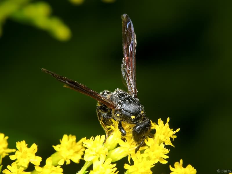 Discoelius dufourii Lepeletier de Saint Fargeau, 1841